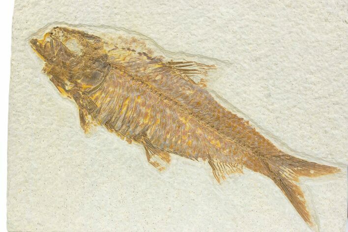 Detailed Fossil Fish (Knightia) - Wyoming #373686